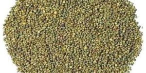 Green Millet Seeds