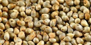 Bajra Seeds