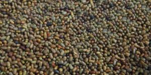 Natural Organic Sesbania Seeds