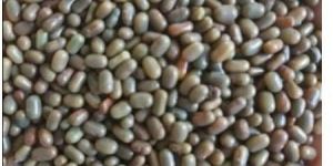 Natural Sesbania Dhaincha Seeds