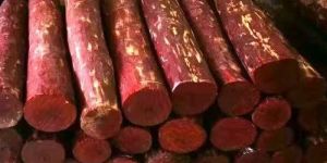 Red Sandalwood
