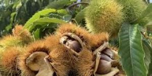 Chestnuts