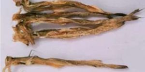 Dried Bombay Duck Fish