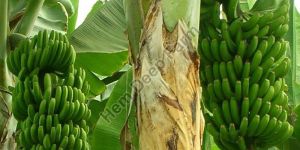 Banana Plants
