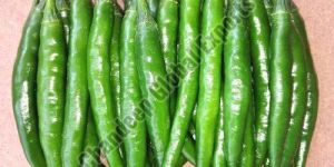 Hybrid Green Chilli