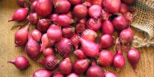 Small Red Onion
