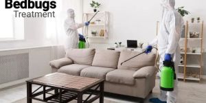 Bed Bugs Pest Control Service