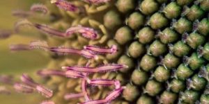 Nature Photography Services