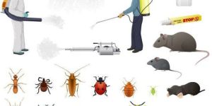 Red & Black Ants Control Services