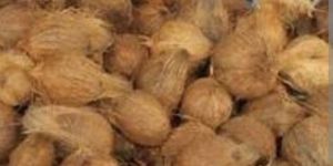 Semi Husked Coconuts