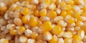 Yellow Maize