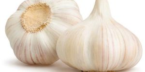 Fresh Garlic