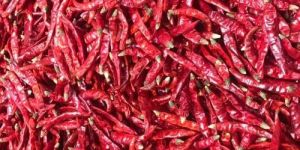 Dry Red Chilli