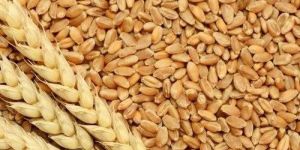 Wheat Grain