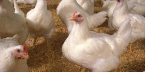 Broiler Chickens