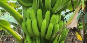 Fresh Banana Fruit