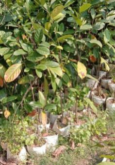 Jackfruit Plant