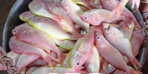 Japanese Threadfin Bream