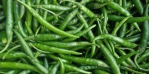 Fresh Green Chilli