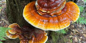 Reishi Mushroom