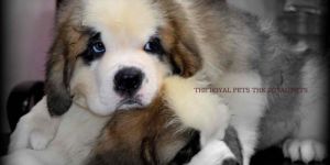 Door Step Dog Grooming Service