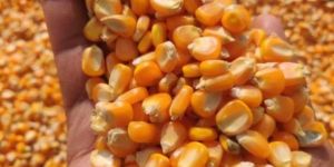 Yellow Maize Seeds