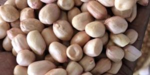 Ground Nuts Seeds