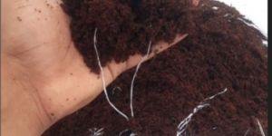 Vermicompost Fertilizer