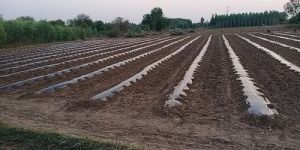 PE Laminated Transparent Tarpaulin for Greenhouse