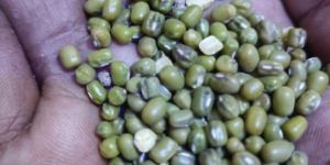 Urad Seeds