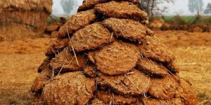 Cow Dung Cake