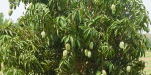 Mango Tree Plants