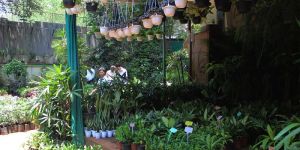 Nursery Plants