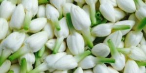Indian Jasmine Flower