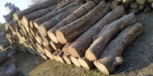 KANJU WOOD LOGS