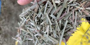 Lemongrass Dry Leaves