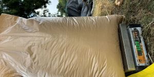 Lemongrass dry leaves - 30 kg pacakging