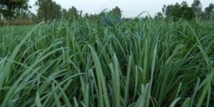 Lemongrass Fresh Leaves