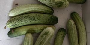 Chitra Cucumber