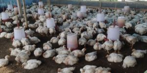 Poultry Farming