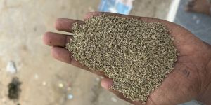 Ajwain Seed