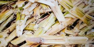 Sugarcane Bagasse