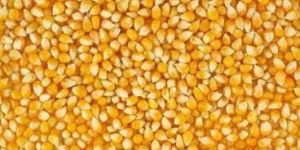 Yellow Maize Seeds