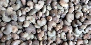 Benin Raw Cashew Nut