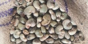 Burkina Raw Cashew Nut
