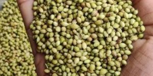 Coriander Seeds