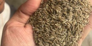 Cumin Seeds