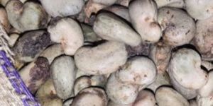 Ganna Raw Cashew Nut