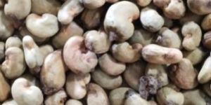 Vietnam Raw Cashew Nut