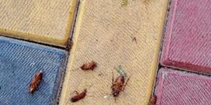 Cockroaches Pest Control Services